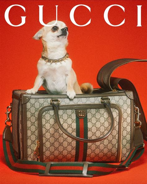 gucci per cani|gucci dog collection.